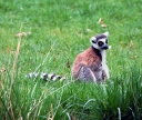 Lemur_Kata_20_4_2008_101a.jpg